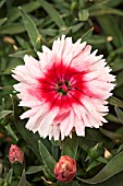 DIANTHUS CHINENSIS F1 DIANA SCARLETT PICOTEE STRAWBERRY SCARLET WITH EYE