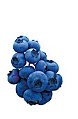 VACCINIUM CORYMBOSUM PATRIOT, (BLUEBERRY PATRIOT)- CUT OUT OF FRUIT