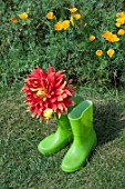 DAHLIA IN BOOTS