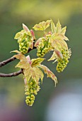 ACER PLATANOIDES (NORWAY MAPLE), FLOWERS AND FOLIAGE