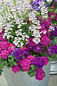 ANNUAL CONTAINER MIX WITH NEMESIA & VERBENA