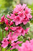 Rhododendron Geisha Pink