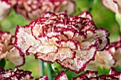 WATER DROPS ON DIANTHUS SP.