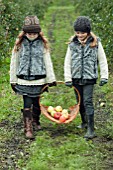 TWO GIRLS GATHERING MALUS DOMESTICA (APPLE) IN AUTUMN