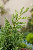Juniperus squamata Blue Swede