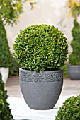 BUXUS TOPIARY IN CONTAINER