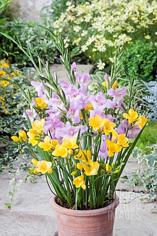 FREESIA_AND_GLADIOLUS_MIX_PINK_YELLOW