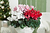 CYCLAMEN PERSICUM MIX, (WHITE, PINK, RED)