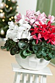 CYCLAMEN PERSICUM MIX (WHITE, PINK, RED)