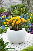 CROCUS CHRYSANTHUS DOROTHY IN CONTAINER