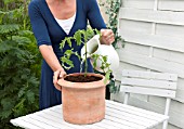 PLANTING A TOMATO PLANT - STEP-BY-STEP