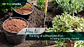 HOW TO: PLANTING A RHODODENDRON - STEP BY STEP ACTION VIDEO