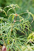 ACER DISSECTUM FLAVESCENS