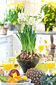 BREAKFAST TABLE WITH NARCISSUS AT EASTER