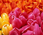 Tulip, Tulipa, Mass of pink, orange and yellow coloured flowers.
