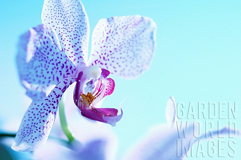 Orchid_Moth_orchid_Phalaenopsis_Studio_shot_offlower_against_blue_background