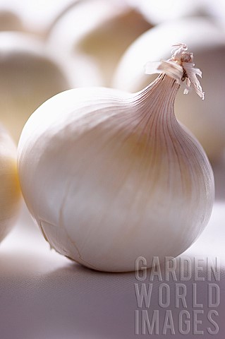 Onion_White_onion_Allium_cepa_Studio_shot_of_vegetable