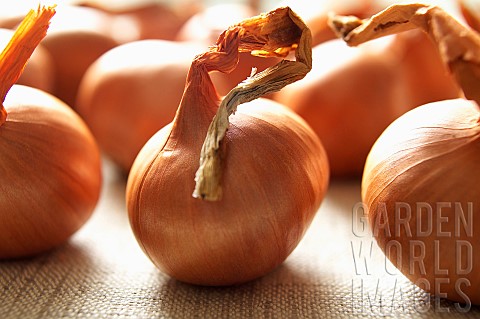 Onion_Allium_cepa_Studio_shot_of_several_onions