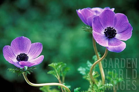 Anemone_Anemone_coronaria_De_Caen_Three_purple_coloured_flwoers_growing_outdoor