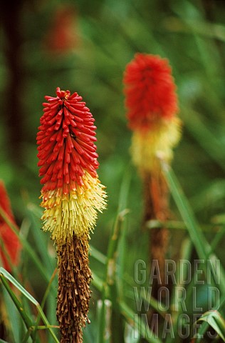 Red_hot_poker_Kniphofia_Two_red_and_yellow_coloured_flowers_growing_outdoor