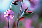 SILENE DIOICA, CAMPION - RED