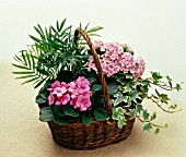 PINK FLOWERS AND GREEN FOLIAGE PLANTS IN BASKET