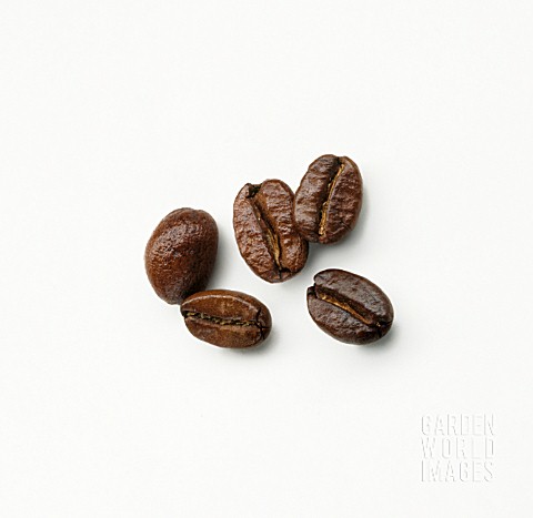 COFFEA_ARABICA_COFFEE