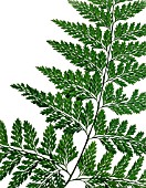 SINGLE FERN FROND, (CLOSE UP, CUT OUT)