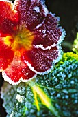PRIMULA WITH FROST