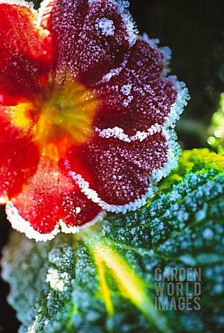 PRIMULA_WITH_FROST