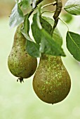 PYRUS COMMUNIS CONFERENCE, PEAR