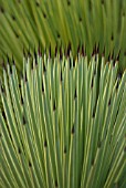AGAVE STRICTA, AGAVE