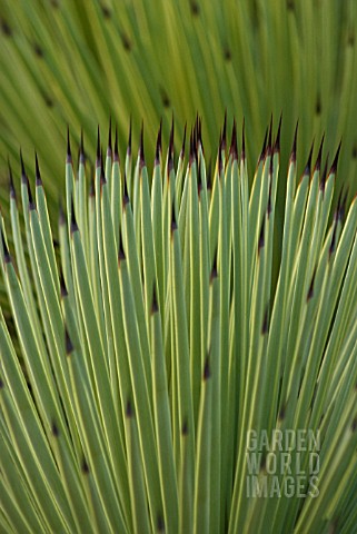 AGAVE_STRICTA_AGAVE