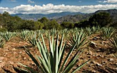 AGAVE TEQUILIANA, AGAVE