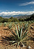AGAVE TEQUILIANA, AGAVE
