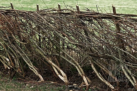 CORYLUS_AVELLANA_CUT_AND_LAID_FOR_HEDGING