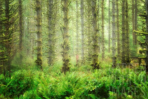 Moss_covered_trees_and_fog_in_Silver_Falls_State_Park_Oregon_USA