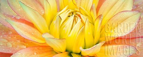 Dahlia_Candlelight_Close_up_showing_patetrn_and_water_droplets