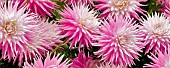 Dahlia, Hollyhill Quintessence, Close up of pink flowers shwong spiky pattern.