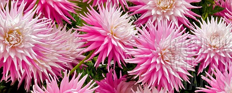 Dahlia_Hollyhill_Quintessence_Close_up_of_pink_flowers_shwong_spiky_pattern
