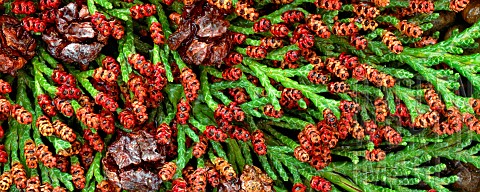 Red_catkins_of_Port_Orford_Cedar_chamaecyparis_lawsoniana_and_cones_Corvallis_Oregon_USA