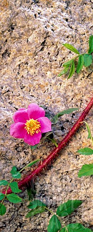 Rose_single_pink_flower_against_granite_Inyo_National_Forest_California_USA