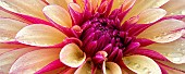 Dahlia, Gitts Crazy, Close up of flower showing pattern and water droplets.