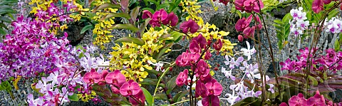 Orchids_at_Moir_Gardens_Klahuna_Plantation_Resort_Kauai_Hawaii