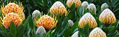 Protea, Peach coloured flowers growing outdoor, Big Sur coast, California, USA.