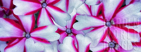Phlox_Close_up_of_red_and_white_flowers_growing_outdoor