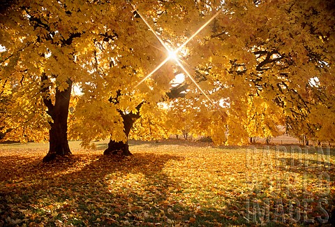 Big_Leaf_Maple_trees_in_autumnal_colours_with_sunburst_Monroe_Oregon_USA