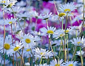 Chrysanthemum, Wild daisies, Chrysanthemum leucanthemum, Mass of white coloured flowers growing outdoor.