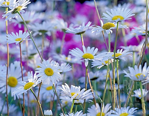 Chrysanthemum_Wild_daisies_Chrysanthemum_leucanthemum_Mass_of_white_coloured_flowers_growing_outdoor