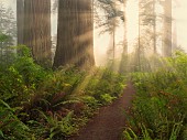 Redwood trees and path with sunlight streaming in Lady Bird Johnson Grove, Redwood National and State Parks, California, USA.